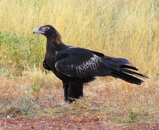 Wedge-tailed Eagle 9M87D-05.JPG